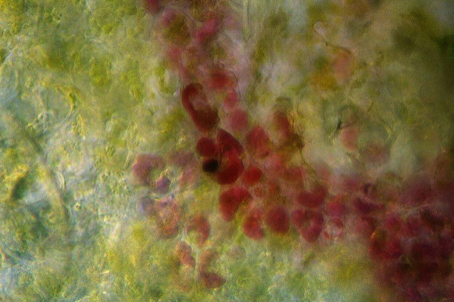 Thế giới sống động dưới lăng kính hiển vi