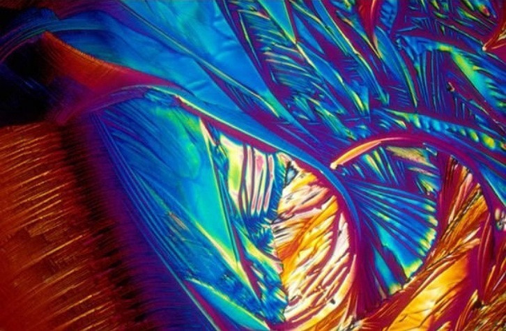 Thế giới sống động dưới lăng kính hiển vi