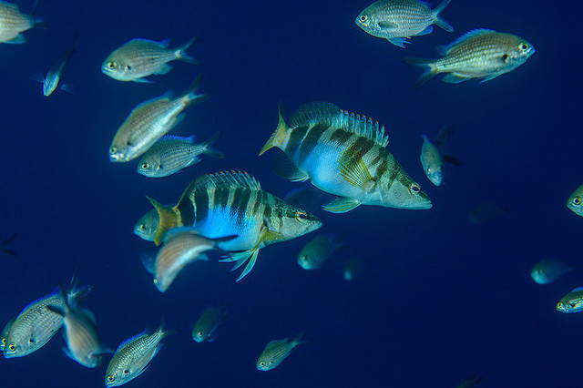 Đẹp “ngạt thở” những khoảnh khắc ấn tượng dưới đáy đại dương