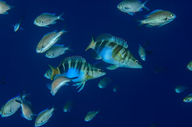 Đẹp “ngạt thở” những khoảnh khắc ấn tượng dưới đáy đại dương