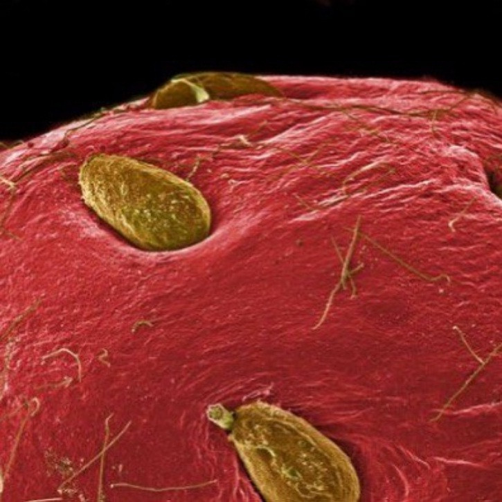 Thế giới sống động dưới lăng kính hiển vi