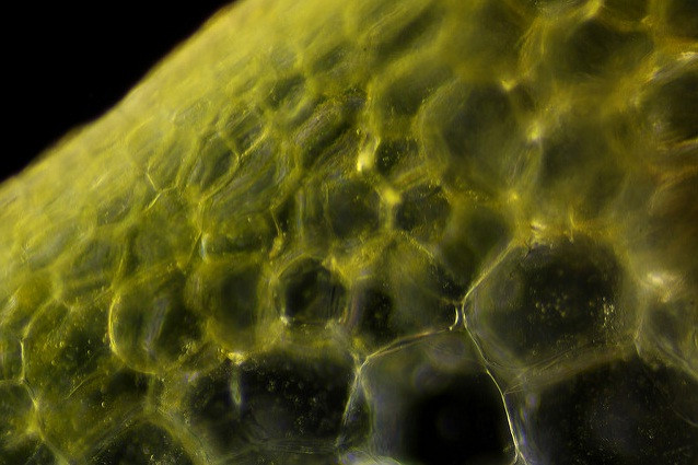 Thế giới sống động dưới lăng kính hiển vi