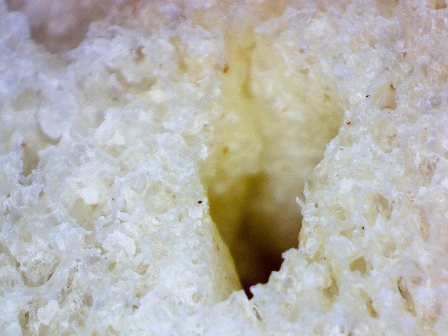 Thế giới sống động dưới lăng kính hiển vi