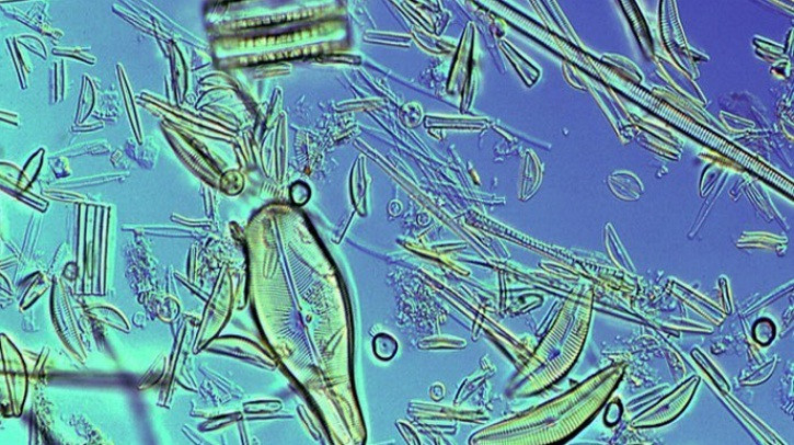 Thế giới sống động dưới lăng kính hiển vi