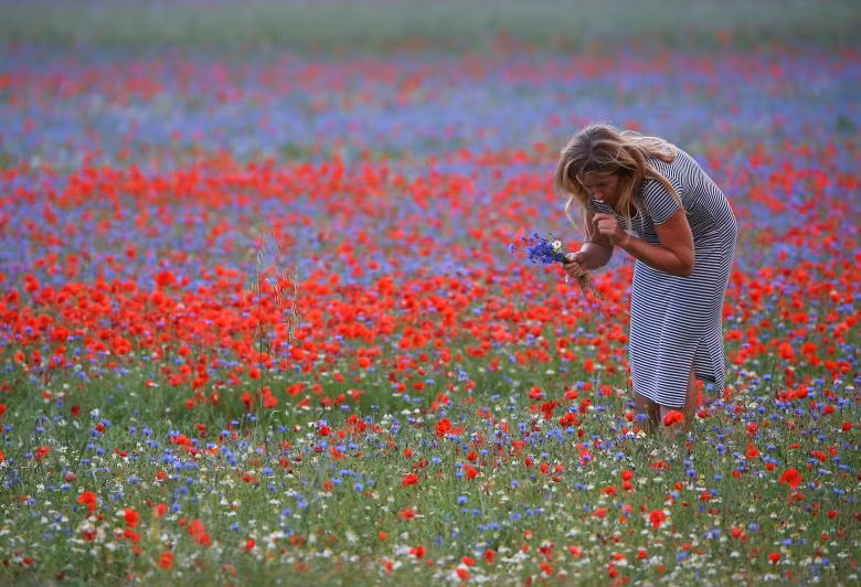 Thảm hoa đẹp như tranh vẽ ở Italy