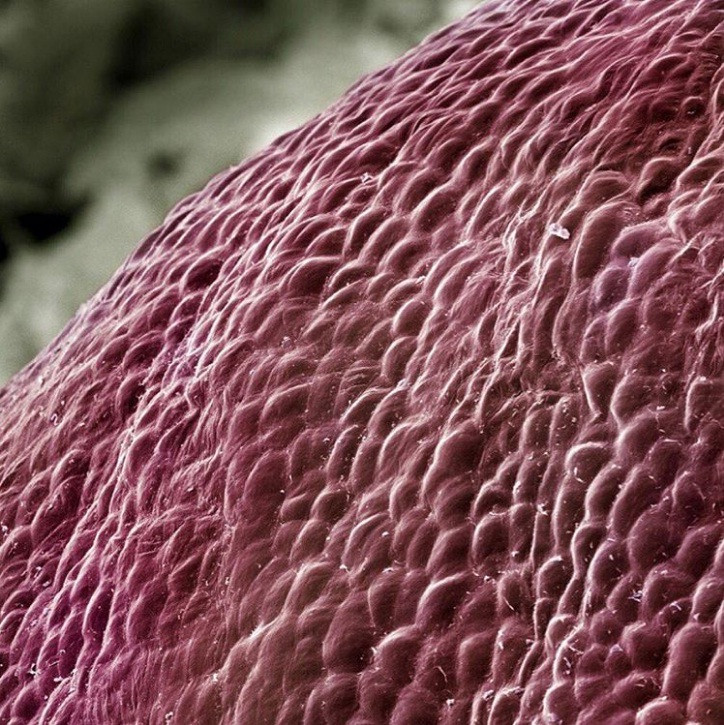 Thế giới sống động dưới lăng kính hiển vi