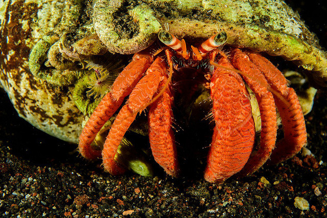 Đẹp “ngạt thở” những khoảnh khắc ấn tượng dưới đáy đại dương