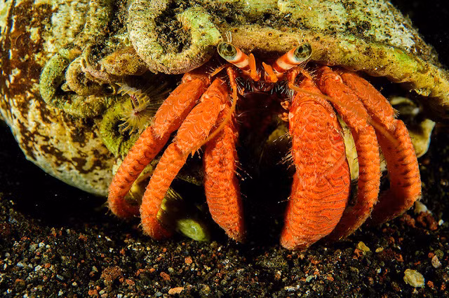 Đẹp “ngạt thở” những khoảnh khắc ấn tượng dưới đáy đại dương