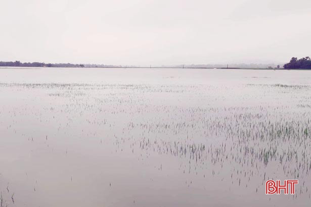 Hơn 2.300 ha lúa hè thu và rau màu ở Đức Thọ bị ngập úng