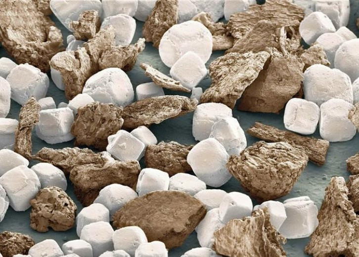 Thế giới sống động dưới lăng kính hiển vi