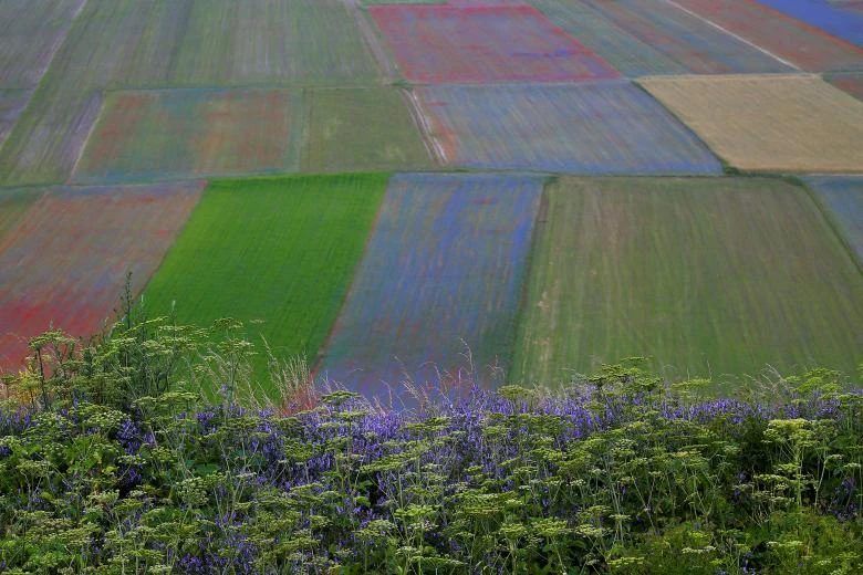 Thảm hoa đẹp như tranh vẽ ở Italy