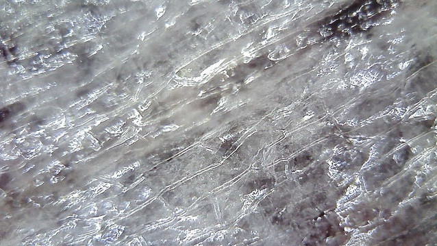 Thế giới sống động dưới lăng kính hiển vi