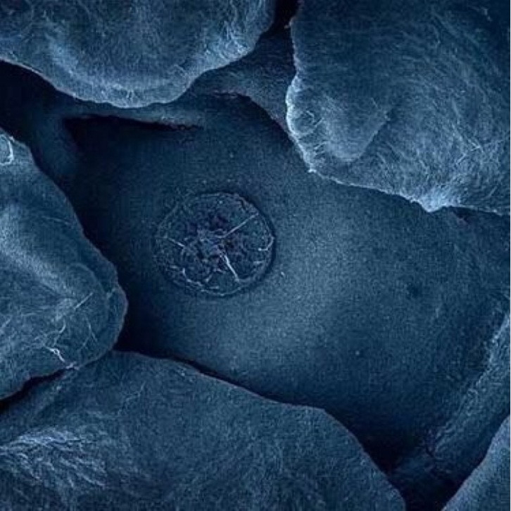 Thế giới sống động dưới lăng kính hiển vi