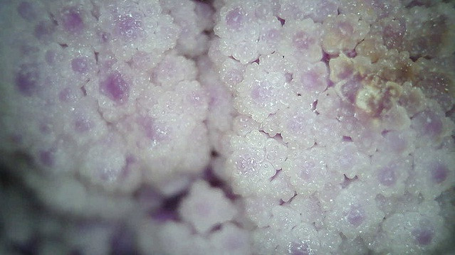 Thế giới sống động dưới lăng kính hiển vi