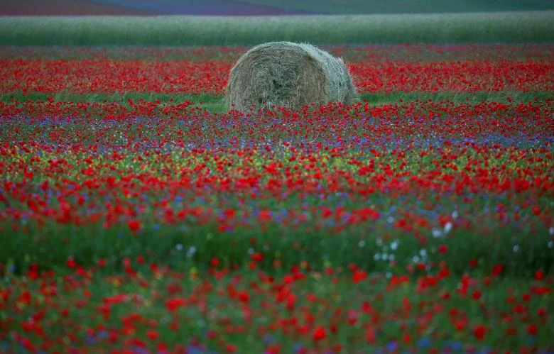 Thảm hoa đẹp như tranh vẽ ở Italy