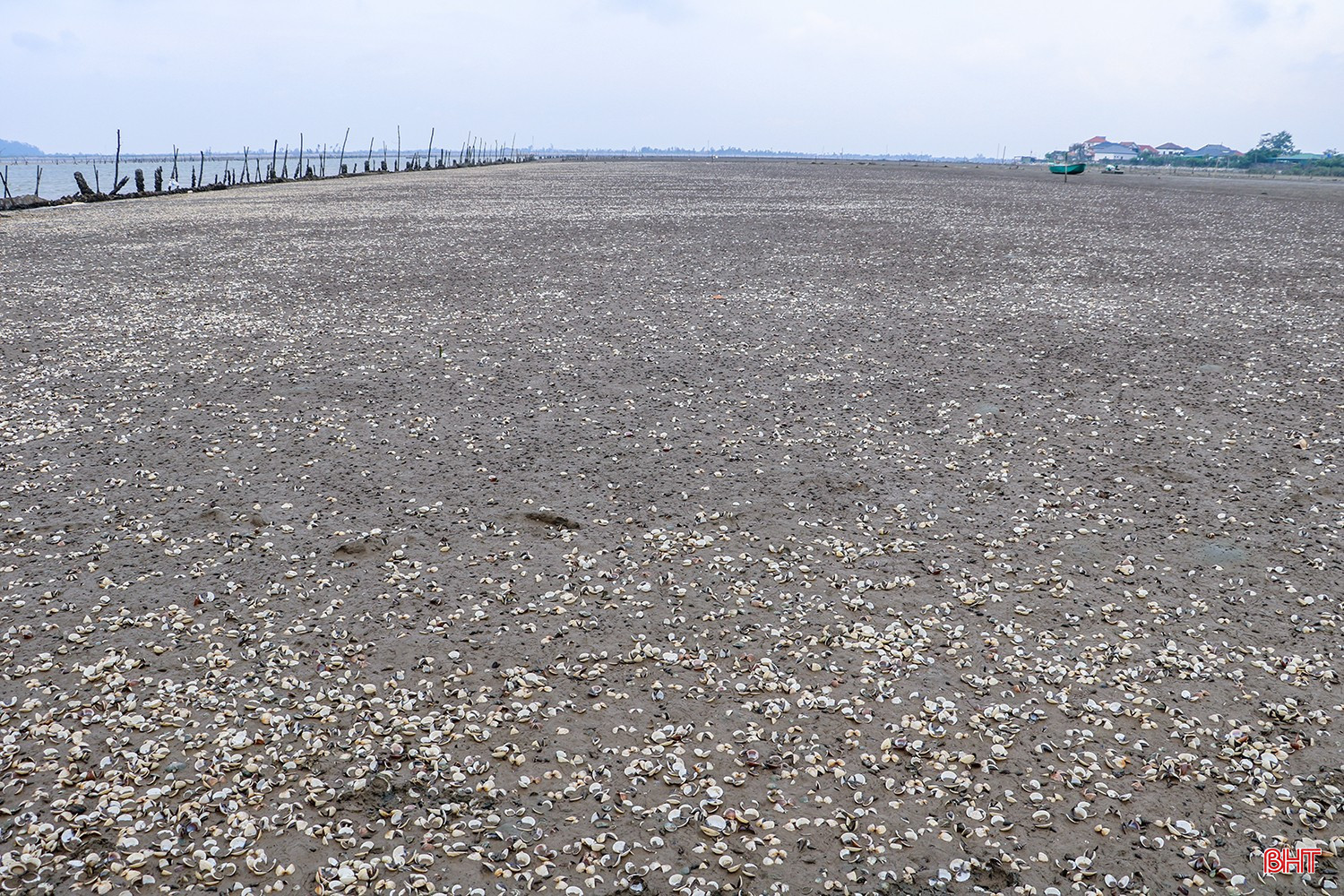 Gần 120 tấn ngao chết trắng bãi ở xã Mai Phụ
