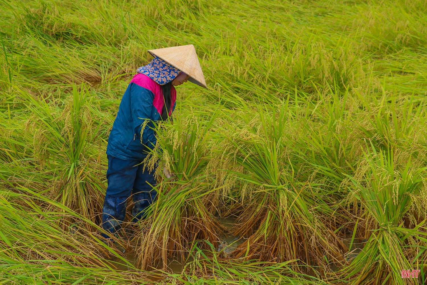 Người dân xã Đức Thọ khẩn trương ra đồng dựng lại lúa để hạn chế thấp nhất thiệt hại.