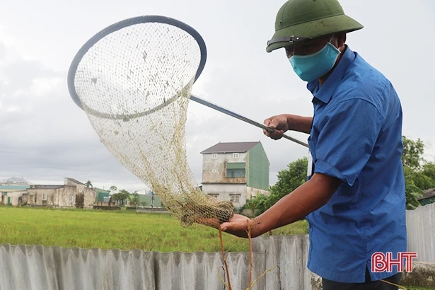 Ốc bươu đen mở ra cơ hội khởi nghiệp mới cho người dân Tượng Sơn