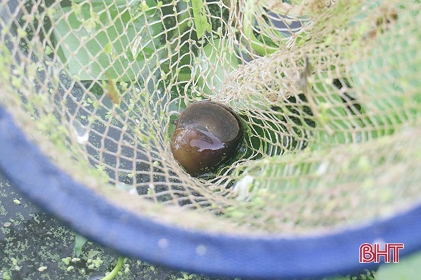 Ốc bươu đen mở ra cơ hội khởi nghiệp mới cho người dân Tượng Sơn