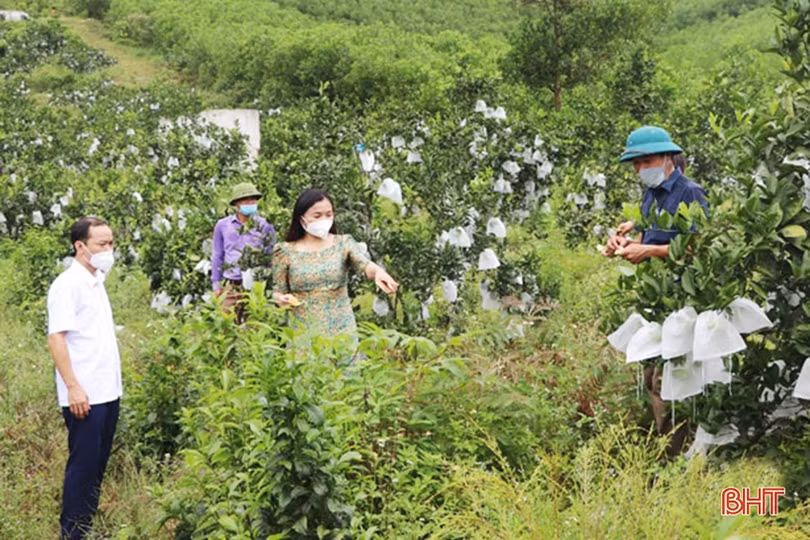 Thúc đẩy tiêu thụ nông sản cho người dân Hà Tĩnh giữa dịch bệnh COVID-19