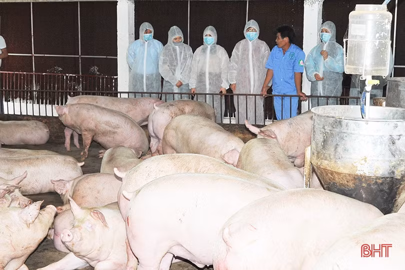 “Lão nông chăn vịt” ở Hà Tĩnh nhận danh hiệu Nông dân Việt Nam xuất sắc