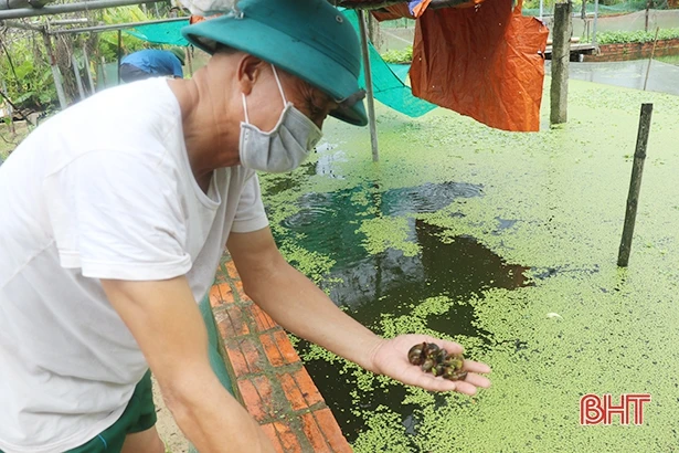 Ốc bươu đen mở ra cơ hội khởi nghiệp mới cho người dân Tượng Sơn