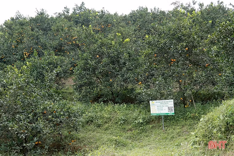 Thúc đẩy tiêu thụ nông sản cho người dân Hà Tĩnh giữa dịch bệnh COVID-19