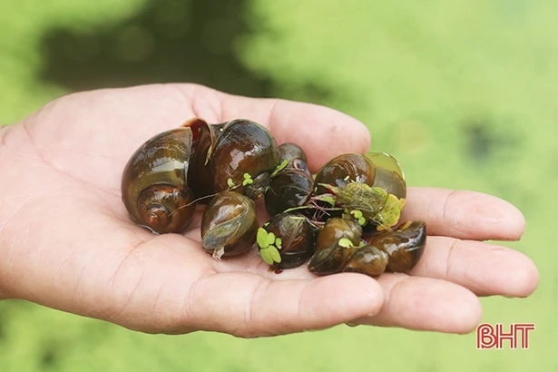 Ốc bươu đen mở ra cơ hội khởi nghiệp mới cho người dân Tượng Sơn