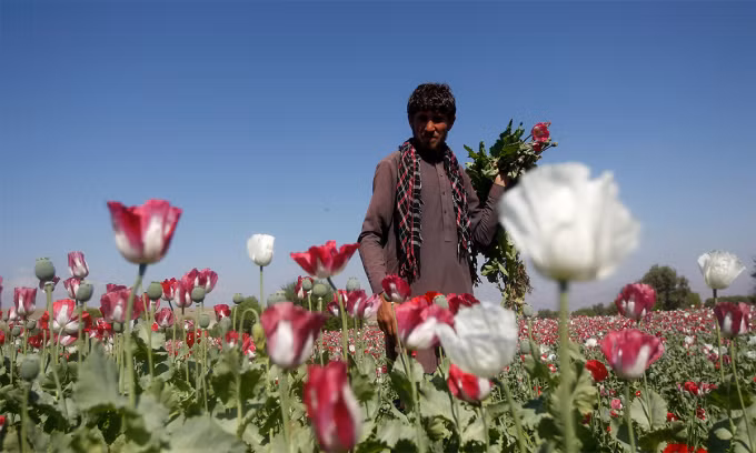 Ấn Độ thu giữ gần 3 tấn heroin từ Afghanistan