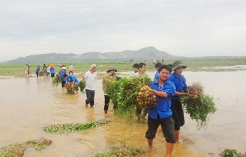 Nhờ sự tiếp sức kịp thời của thanh niên tình nguyện nên nhiều diện tích lạc xuân bị ngập lụt nhanh chóng được thu hoạch