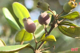 Một sớm mai trên đồi sim chín 
