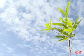 Cây trôm – giải pháp xanh cho vùng ven biển Hà Tĩnh