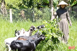 Cầu vượt cung, giá dê ở "thủ phủ nuôi dê" Hà Tĩnh lập đỉnh