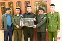 Bàn giao cá thể culi quý hiếm cho Vườn Quốc gia Vũ Quang