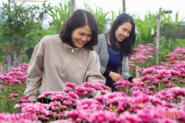 Ngắm vườn hoa Tết ở xã miền núi Hương Sơn