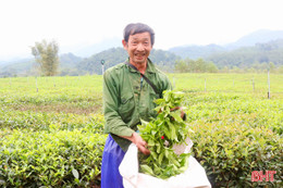 Giảm nghèo bền vững từ mô hình trồng chè ở xã Sơn Hồng