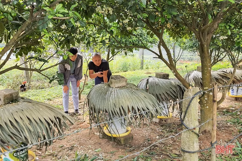 Cử nhân bỏ phố về quê làm giàu trên vùng thượng Kỳ Anh