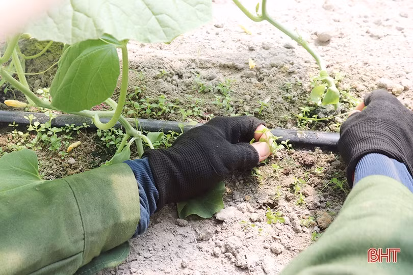 Thăm mô hình nhà màng trồng dưa quy mô gần 2 tỷ đồng của nông dân Thạch Lạc