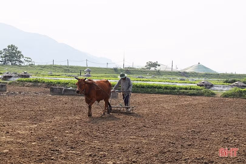 Nông dân Hà Tĩnh thích ứng với nắng nóng