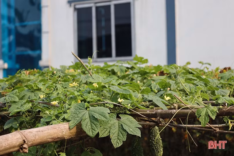 Mướp đắng, dưa chuột được giá, nông dân xứ Cẩm phấn khởi thu hái