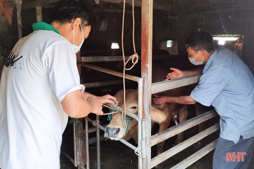 Thiếu vắc-xin, nhiều địa phương lo lây lan dịch bệnh trên gia súc, gia cầm