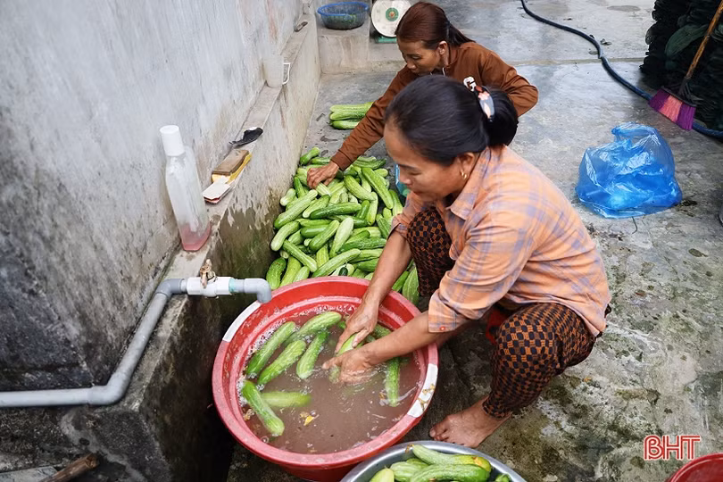 Mướp đắng, dưa chuột được giá, nông dân xứ Cẩm phấn khởi thu hái