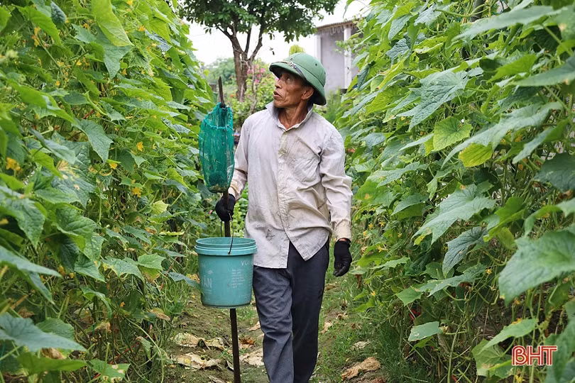 Mướp đắng, dưa chuột được giá, nông dân xứ Cẩm phấn khởi thu hái