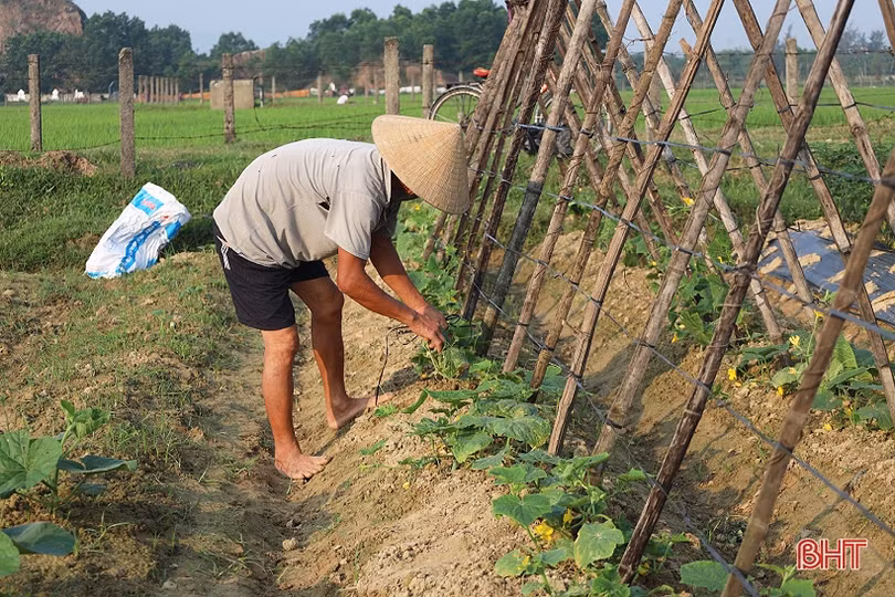 Nông dân Hà Tĩnh tăng cường “giải nhiệt” cho rau màu