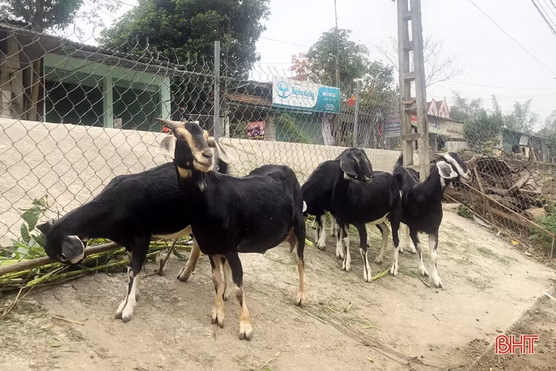 Thịt dê tươi Hương Sơn đạt chuẩn OCOP được hút chân không, đơn hàng tăng gấp đôi