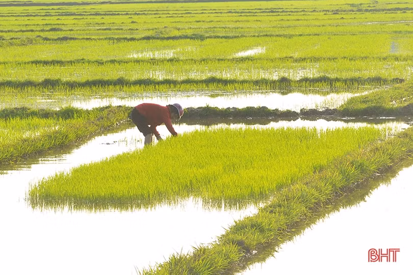 Nông dân Hà Tĩnh vui tết không quên chăm sóc lúa