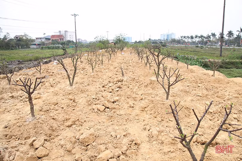 Nghề chăm sóc đào cảnh sau tết ở Hà Tĩnh cũng lắm công phu