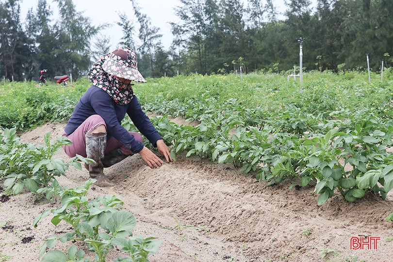 Nông dân Thạch Hà hứng khởi ra đồng đầu năm mới