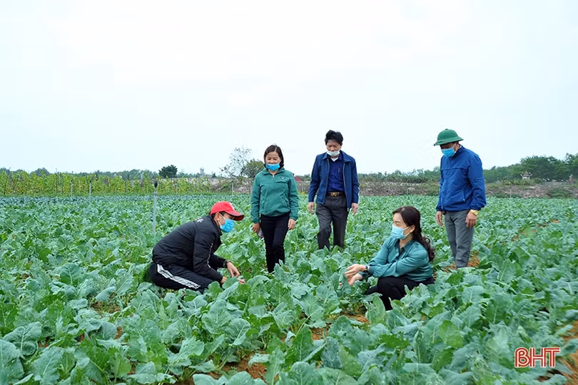 Lãnh đạo Hội Nông dân Hà Tĩnh xuống đồng, động viên nông dân sản xuất