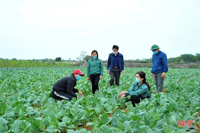 Lãnh đạo Hội Nông dân Hà Tĩnh xuống đồng, động viên nông dân sản xuất